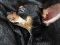 Yavru dişi chihuahua 6 aylık