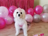 Kalıcı yuva maltese terrier