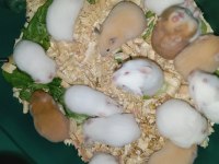 Her Renkte Suriye Hamsterları