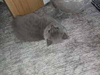 British shorthair dişi