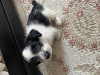 Sevgi pıtırcığı terrier