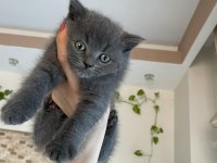 3 Aylık British Shorthair Yavru