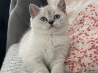 British shorthair yavru kedimiz
