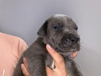 Mükemmel cane corso yavrular
