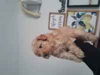 3 AYLIK TOY POODLE YAVRUMUZ