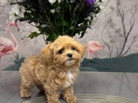 Maltipoo bebeklerimiz