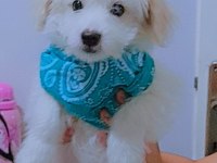 Terrier erkek köpeğimiz