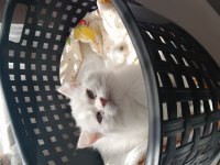 British shorthair kedilerimiz evcimen oyuncudur