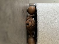Anne altından A kalite Toy poodle