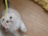 Safkan british longhair yavrular