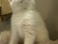 2 aylık british shorthair