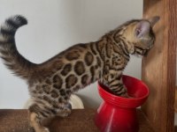 OzyLeopard bengal kittens