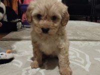 Safkan Maltipoo 2,5 Aylık Dişi Maltipoo