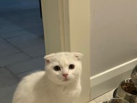 Kedimiz acil yuva arıyor