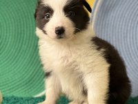 Zeka Küpü Border Collie Yavrular