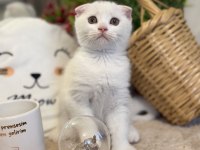 Dişi scottish fold bebeklerimiz