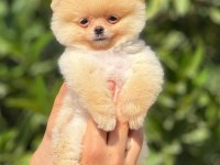 pati ver pomeranian sizler için burada