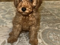Toy poodle köpeği