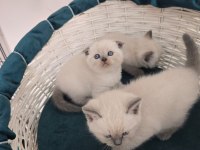 scottish fold ve british shorthair blue point yavrular