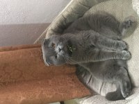 Yer sıkıntısından dolayı acil british shorthair