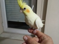 YAVRU SULTAN PAPAĞANI BEBEK