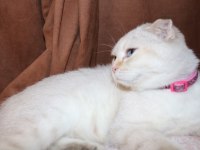 İzmir kedi sahiplendirilcektir