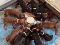 Eğitim Ve Bakım Destekli Doberman Köpekler