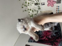 2 aylık safkan exotic shorthair yavrular