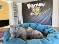 10 ADET RENK RENK BRITISH YAVRULAR MAĞAZAMIZDA GÖRÜN