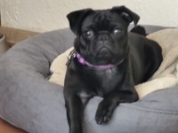 Pug kızımız dora