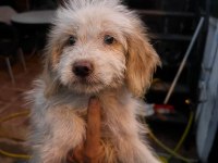 MALTİPOO KÖPEKLERİ