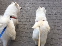 A kalite güzellik birinciliği belgelerine kadar mevcuttur