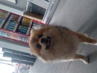 POMERANİAN DİŞİ KÖPEK