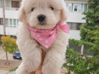 Maltese Terrier Yavrularımız