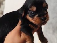 Dişi 25 günlük yorkshire terrier 20 gün sonra teslim