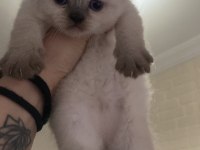 Scottish ve british shorthair 45 günlük
