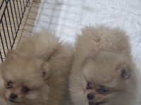 Pomeranian yavrularımız