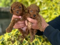 Red Poodle Yavrular