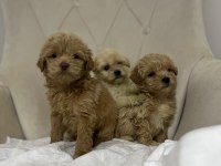 Maltipoo Kapıda Ödeme ve Kredi Kartı İmkânı Mevcuttur