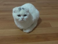Scottish fold kedilerimiz