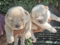 Chow chow bebeklerimiz