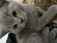 2 aylık british shorthair şekerler sahiplerini bekliyor