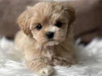 Tr Nin En İyi Teacup Maltipoo Yavruları