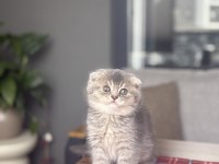 SCOTTISH FOLD AYI SURAT YAVRULARIM 