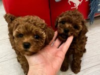 TOY POODLE YAVRULARI