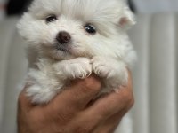 Pomeranian boo köpeklerimiz