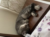 Erkek british shorthair 8-9 aylık