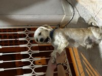 Cins köpek