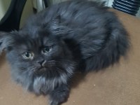 SİYAH BRITISH LONGHAIR
