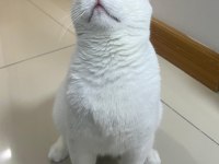 British Shorthair 1 yaşında